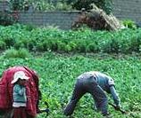 La pobreza del agricultor rural.